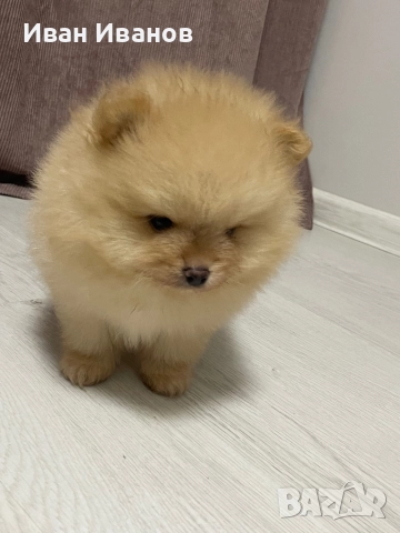 Померан, снимка 4 - Померан - 52564878