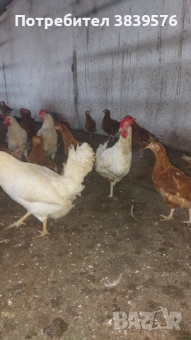 Пилета Ярки Кокошки, снимка 3 - Кокошки и пуйки - 52788402