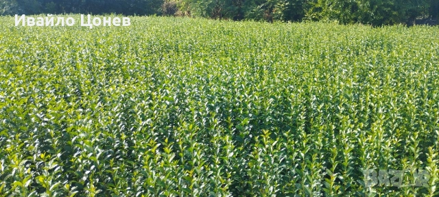 Лигуструм Овалифолиум - Цена за 1бр -0.70лв., снимка 8 - Разсади - 51955767