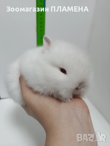 Мини зайчета , снимка 6 - Декоративни зайчета - 52481352