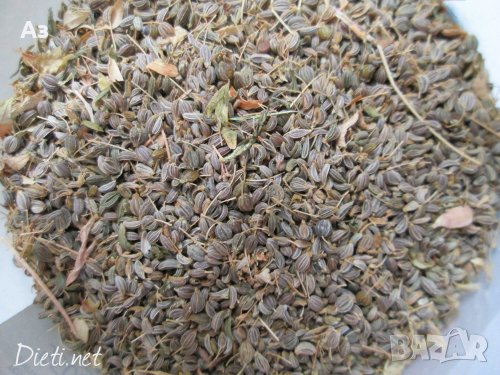 Продавам градински магданоз - семена, реколта 2025 г., снимка 2 - Сортови семена и луковици - 34520721