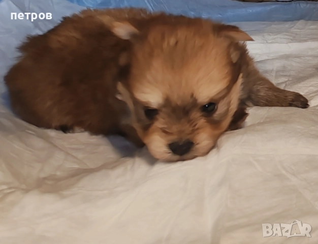 Йоркширски териер, снимка 3 - Йоркширски териер - 52617924