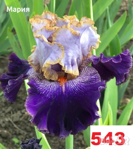 Сортови вискоки ириси /брадати ириси, снимка 3 - Градински цветя и растения - 51459398