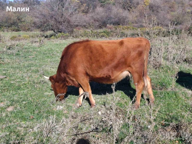 Телета (крави), снимка 6 - Крави - 52690607