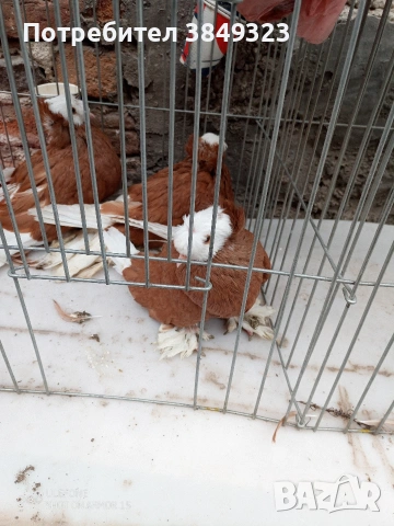 бернбургски тръбачи, снимка 2 - Гълъби - 53125943