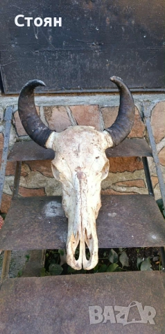 череп на бивол за украса на битова стая 