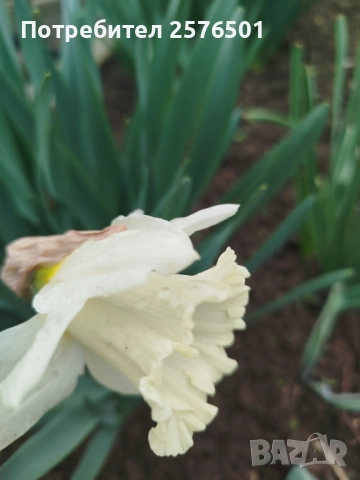 Продавам луковици от пролетни цветя - лалета, нарциси, зюмбюли....., снимка 9 - Градински цветя и растения - 52896351