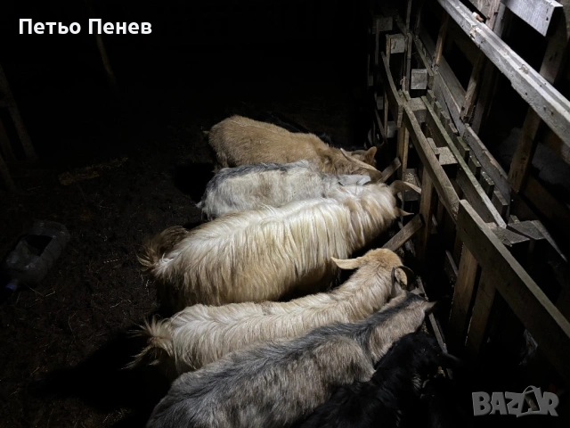 Млади заплодени кози пръч и малко пръчле , снимка 4 - Други животни - 53089870