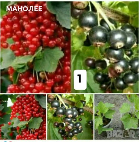 15 вида цветя и растения, снимка 2 - Градински цветя и растения - 51604084