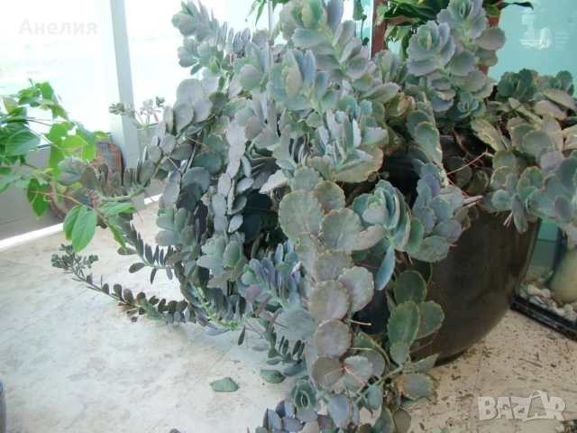 Каланхое с оранжеви камбанки, снимка 2 - Стайни растения - 53214925