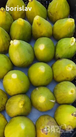 Далматинска смокиня - едра като круша, снимка 4 - Градински цветя и растения - 21060505