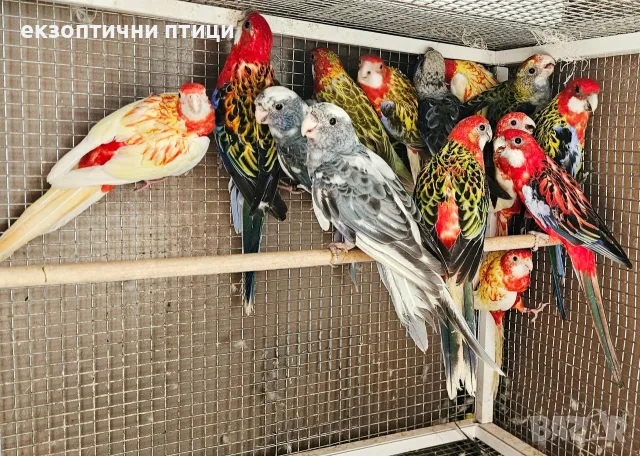 Продавам Розели-(Пенанти) , снимка 12 - Папагали - 56140623