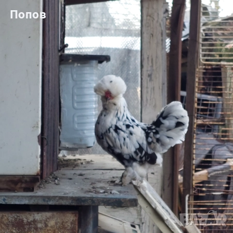 Продавам джинки, снимка 6 - други­ - 52724850