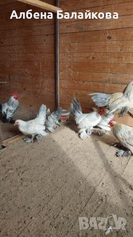 Холандски гащати кокошки, снимка 4 - Кокошки и пуйки - 40833592