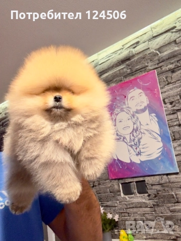 Померан померанче момиче 