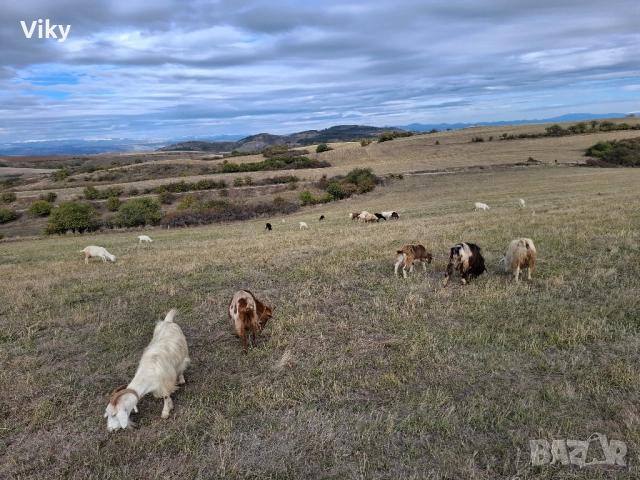 ярета на свободна паша, снимка 14 - Кози - 51962195