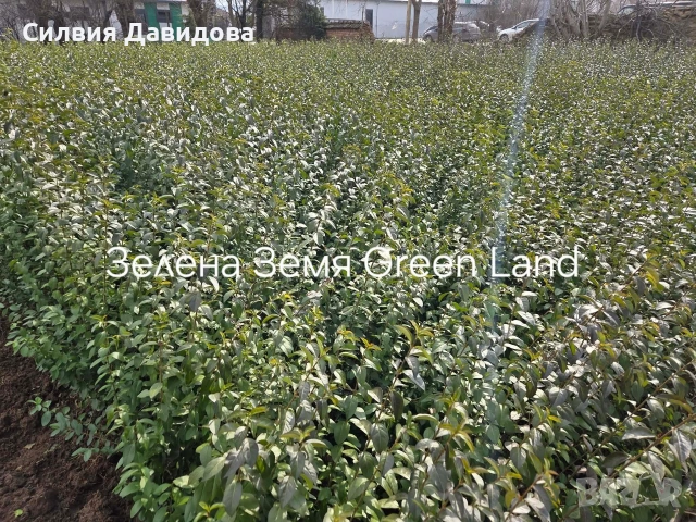 Лигуструм , снимка 6 - Градински цветя и растения - 53776491