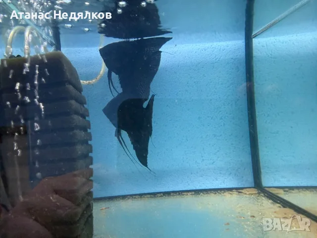 Чифт черна скалария