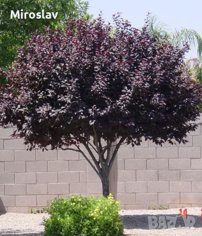 Червенолистна слива (джудже), снимка 2 - Градински цветя и растения - 49812728