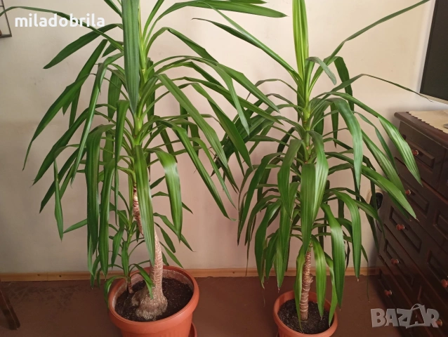 Юка стайна, снимка 5 - Стайни растения - 50234535