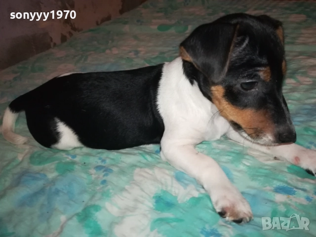 ЖЕНСКО ДЖАКЧЕ НА 90 ДЕНА 2011251700, снимка 5 - Джак ръсел териер - 52482164