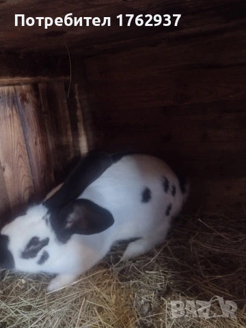 Немски пъстър великан ПЕПЕРУДА, снимка 10 - Други - 30432552