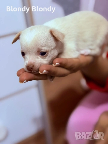 Кучета Чихуахуа Мини пинчер , снимка 3 - Чихуахуа - 53598696