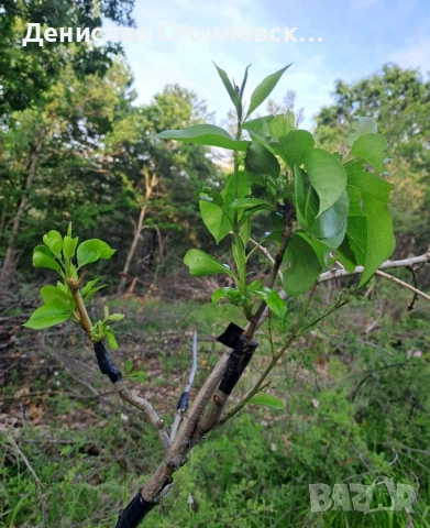 Ашладисване на овошки , снимка 2 - Други - 53628929