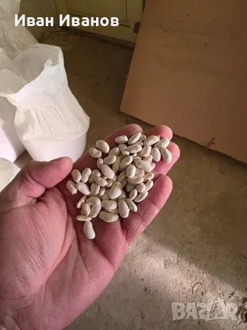 Боб сорт Еликсир 