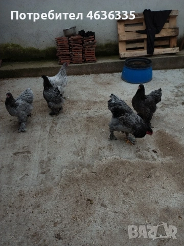 Синя Брама, снимка 4 - Кокошки и пуйки - 53052615