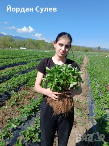 ‼️🌱Здравеите предлагам разсад Малини Висок Добив Много Сладки и Ароматни  Глен Ди Люлин и Полка  , снимка 8 - Градински цветя и растения - 51987265