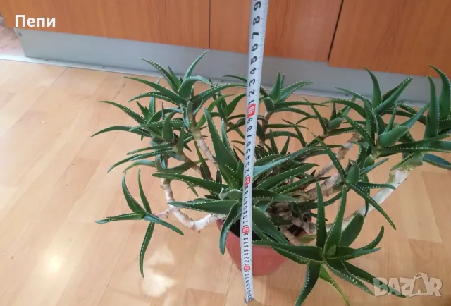 Красиво многогодишно Алое, снимка 5 - Стайни растения - 50374115