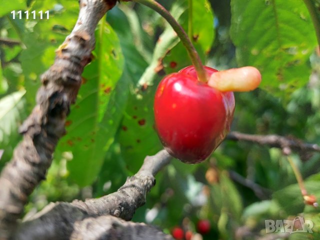 Череша уникат за колекционери и ценители , снимка 4 - Други ценни предмети - 41100414