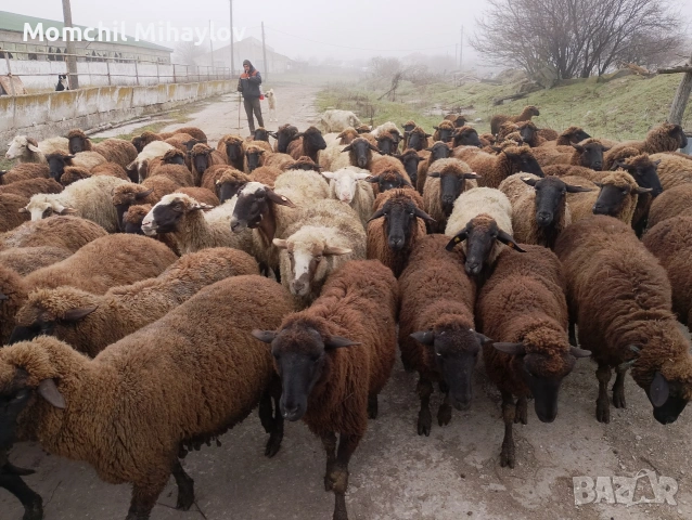 продавам овце