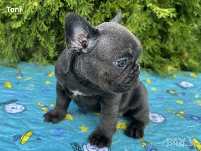 френски булдог blue