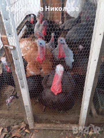 Пуйки и пуяци продава., снимка 6 - Кокошки и пуйки - 52691875