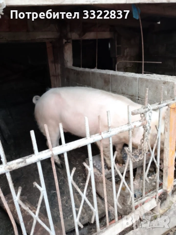 🐷, снимка 2 - Други животни - 53455649