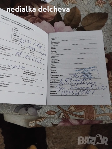 мини чихуахуа две момченца на 2месеца направена ваксина., снимка 5 - Чихуахуа - 53293544