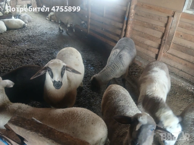 Продавам бременни овце , снимка 16 - Овце - 53721374