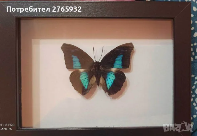 Истински Пеперуди в рамка, снимка 8 - Декорация за дома - 49843881