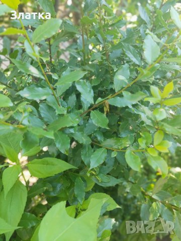 Сушени Дафинови листа Пресен дафинов лист Лавър Дафина Розмарин - листа и семена