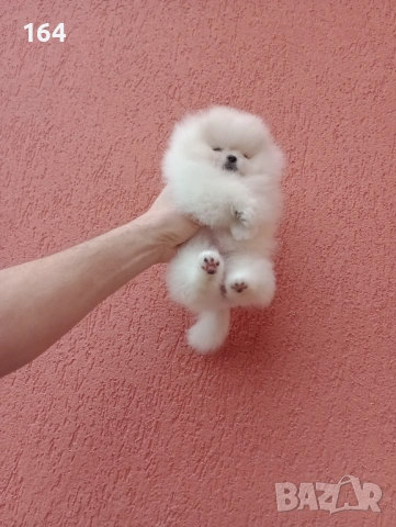 Мини момиченце. Реални снимки от днес! Померанче., снимка 4 - Померан - 53209897