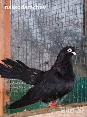 Бургаски местни преметачи различни цветове, снимка 9 - Гълъби - 52410723