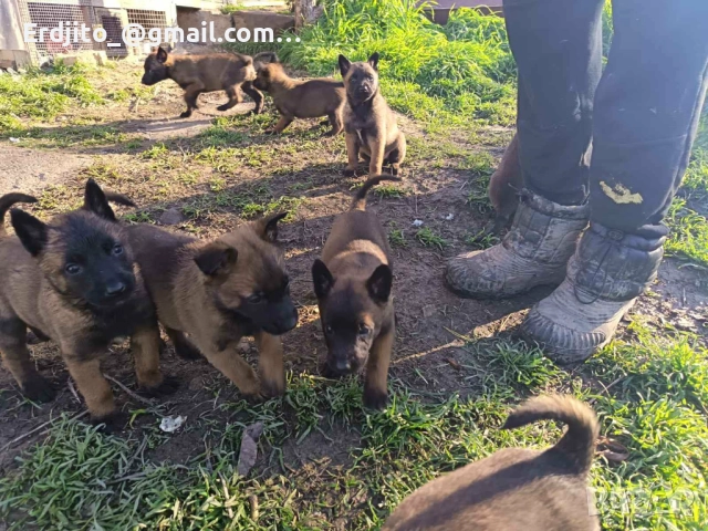 Белгийска овчарка Малиноа