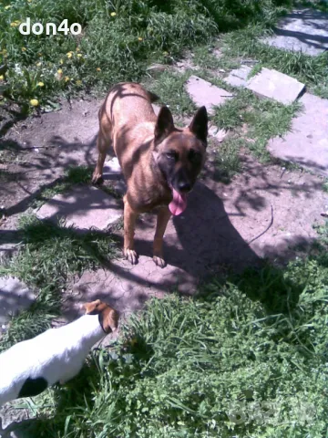 белгийска овчарка  малиноа , снимка 1