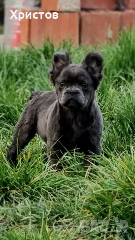 Женски Флуфита френски булдог бебета, снимка 3 - Френски булдог - 49444201