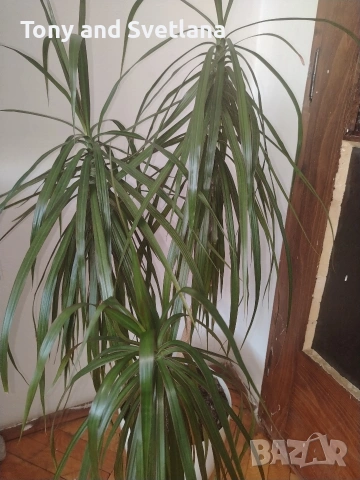 Палма Драцена Маргината (Dracaena Marginata) , снимка 3 - Стайни растения - 53572399