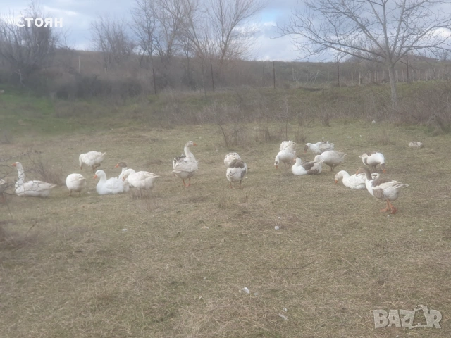 Яйца от гъски, снимка 5 - други­ - 53481077