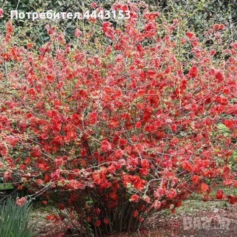 Японска дюля разсад