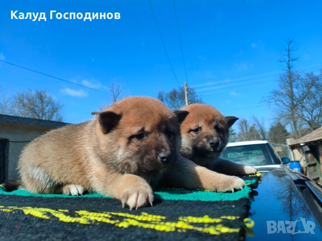 Продавам кученца Шиба Ину, снимка 11 - Шиба ину - 53659658